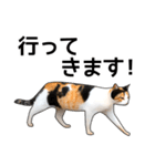 いろんな三毛猫♪.（個別スタンプ：4）