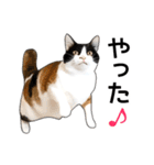 いろんな三毛猫♪.（個別スタンプ：5）