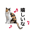 いろんな三毛猫♪.（個別スタンプ：6）