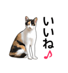 いろんな三毛猫♪.（個別スタンプ：7）