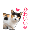 いろんな三毛猫♪.（個別スタンプ：16）