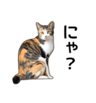 いろんな三毛猫♪.（個別スタンプ：17）