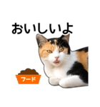 いろんな三毛猫♪.（個別スタンプ：21）