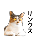 いろんな三毛猫♪.（個別スタンプ：22）