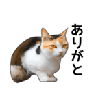 いろんな三毛猫♪.（個別スタンプ：23）