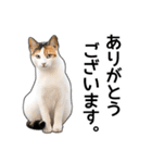 いろんな三毛猫♪.（個別スタンプ：24）