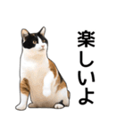 いろんな三毛猫♪.（個別スタンプ：25）