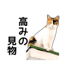 いろんな三毛猫♪.（個別スタンプ：26）