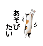 いろんな三毛猫♪.（個別スタンプ：29）