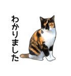 いろんな三毛猫♪.（個別スタンプ：30）