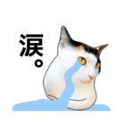 いろんな三毛猫♪.（個別スタンプ：32）