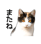 いろんな三毛猫♪.（個別スタンプ：33）