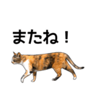 いろんな三毛猫♪.（個別スタンプ：34）