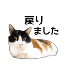 いろんな三毛猫♪.（個別スタンプ：35）