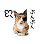 いろんな三毛猫♪.（個別スタンプ：38）