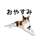 いろんな三毛猫♪.（個別スタンプ：40）