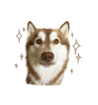 Husky Taro's secret thought. 1（個別スタンプ：3）