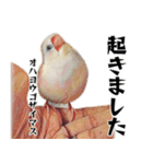 白文鳥のとんちゃん（個別スタンプ：1）