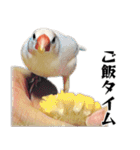 白文鳥のとんちゃん（個別スタンプ：6）