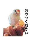 白文鳥のとんちゃん（個別スタンプ：8）