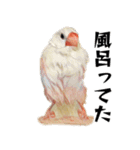 白文鳥のとんちゃん（個別スタンプ：9）