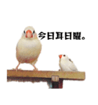 白文鳥のとんちゃん（個別スタンプ：27）