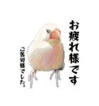 白文鳥のとんちゃん（個別スタンプ：28）