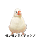 白文鳥のとんちゃん（個別スタンプ：29）