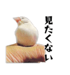 白文鳥のとんちゃん（個別スタンプ：31）