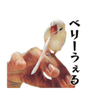 白文鳥のとんちゃん（個別スタンプ：35）