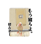 白文鳥のとんちゃん（個別スタンプ：36）