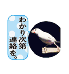 北海道犬ろし。白文鳥ぶんちゃん(完全実写)（個別スタンプ：4）