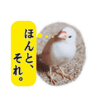 北海道犬ろし。白文鳥ぶんちゃん(完全実写)（個別スタンプ：11）