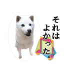 北海道犬ろし。白文鳥ぶんちゃん(完全実写)（個別スタンプ：22）