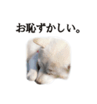 北海道犬ろし。白文鳥ぶんちゃん(完全実写)（個別スタンプ：31）
