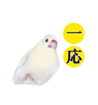 北海道犬ろし。白文鳥ぶんちゃん(完全実写)（個別スタンプ：39）