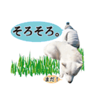 北海道犬ろし。白文鳥ぶんちゃん(完全実写)（個別スタンプ：40）
