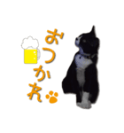 私は、猫のライト君です。（個別スタンプ：1）