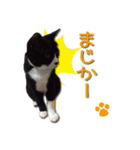 私は、猫のライト君です。（個別スタンプ：4）