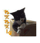 私は、猫のライト君です。（個別スタンプ：8）