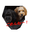 ゆずぽんスタンプ2016（MIX犬）（個別スタンプ：9）