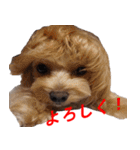 ゆずぽんスタンプ2016（MIX犬）（個別スタンプ：10）