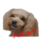 ゆずぽんスタンプ2016（MIX犬）（個別スタンプ：11）