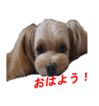 ゆずぽんスタンプ2016（MIX犬）（個別スタンプ：12）