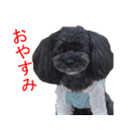 ゆずぽんスタンプ2016（MIX犬）（個別スタンプ：13）