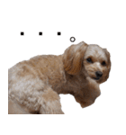 ゆずぽんスタンプ2016（MIX犬）（個別スタンプ：15）