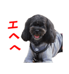 ゆずぽんスタンプ2016（MIX犬）（個別スタンプ：19）