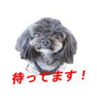 ゆずぽんスタンプ2016（MIX犬）（個別スタンプ：20）