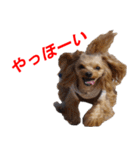 ゆずぽんスタンプ2016（MIX犬）（個別スタンプ：23）