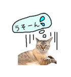 YUKIの猫LIFE（個別スタンプ：4）
